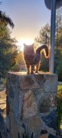 Rundreise Zypern // Katze in Agros im Troodosgebirge