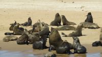 Robben Walvis Bay 1