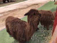 Manos de la Comunidad