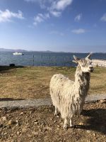 Titicaca 