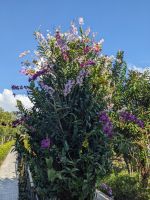 383. Tra Su Nationalpark