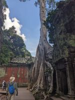 466. Ta Prohm Tempel