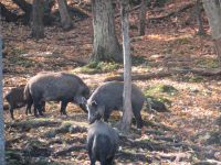 Parc Omega - Wildschweine