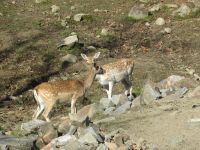 Parc Omega - Damhirsch
