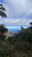 Palmenreihe