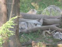 Parc Omega - Grau Wölfe