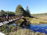 Spruce Bog Boardwalk - über die Holzbrücke geht es weiter