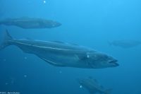 Ausflug Ålesund Akvarium - Der Köhler (Seelachs) - (aus der Familie der Dorsche)