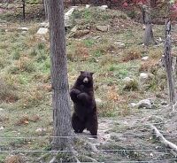 Das Bärchen posiert für uns