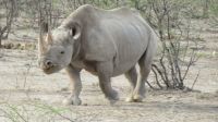 Etosha das erste Nashorn