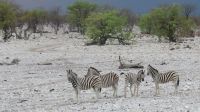 Etosha Zebras