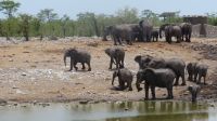 Elefanten am Wasserloch