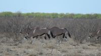 Oryx Etosha