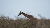 Etosha Giraffe