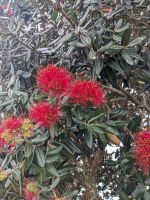 Weihnachtsbaum Blüten