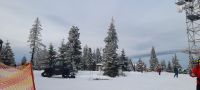 Medvedin am Berg