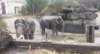 0402 Tierpark Hellabrunn