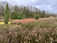 Tag 4 - Heidegarten in Schneverdingen 