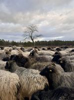 Tag 4 - Heidschnucken