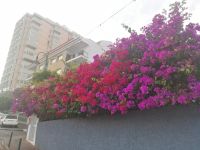 und die Blumen... im Dezember!