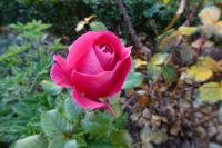 Tag 3, 30.12.2023 La vie en rose