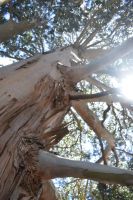 Baum Te Anau