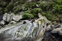 Seelöwen Milford Sound