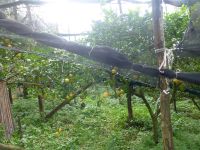 Auch Zitronen wollen gehegt und gepflegt und gegen Sonne und Hagel geschützt werden.