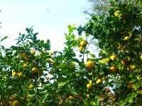 Das Land, in dem Zitronen …