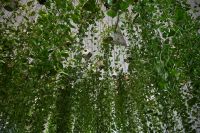 Silvesterreise Dubai - Butterfly Garden (2)