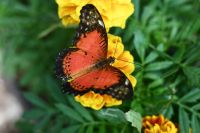 Silvesterreise Dubai - Butterfly Garden (6)