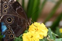 Silvesterreise Dubai - Butterfly Garden (7)