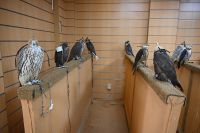 Silvesterreise Dubai - Falekncenter (3)