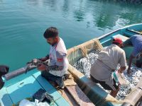 die Meeresschildkröte wird gleich wieder ausgesetzt