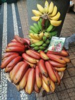 IApfel-Bananen, Markthalle von Funchal
