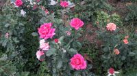 Die Rosen