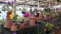 viele schöne Farben der Orchideen