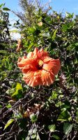 Hibiskusblüte