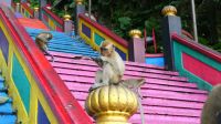 Batu Höhlen bei Kuala Lumpur (5)