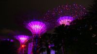 Garden Raphosdie Lichtshow an den Supertrees (5)