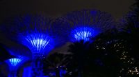 Garden Raphosdie Lichtshow an den Supertrees (7)