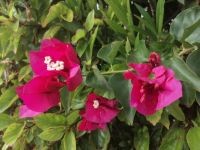 Die Blumen auf der Küstenpromenade - und das Anfang Januar!