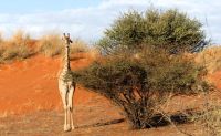 Namibia - Nature Drive in der Kalahari