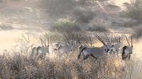 Namibia - Nature Drive in der Kalahari - Oryxe