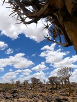 Namibia - Köcherbaumwald