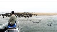 Namibia - Bootsfahrt in der Lagune von Walvis Bay - Robben Kolonien auf der Landzunge