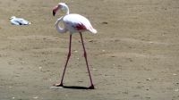 Namibia - Lagune von Walvis Bay - Flamingos
