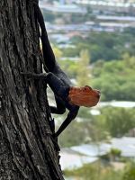 Namibia - Windhoek - Agame