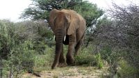 Namibia - Nature Drive am Mount Etjo - Elefant
