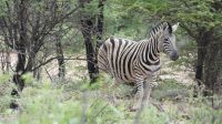 Namibia - Namibia - Nature Drive am Mount Etjo - Bergzebra